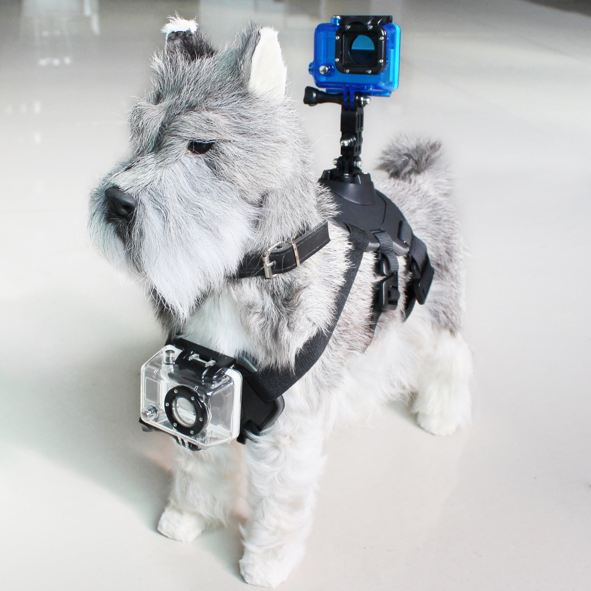 Pet Harness with Support for Sports Camera KSIX Black, KSIX, Electronics, Photography and video cameras, pet-harness-with-support-for-sports-camera-ksix-black, Brand_KSIX, category-reference-2609, category-reference-2662, category-reference-2666, category-reference-2932, category-reference-2936, category-reference-t-19653, category-reference-t-8122, category-reference-t-8337, category-reference-t-8338, Condition_NEW, deportista / en forma, fotografía, gimnasio, Price_20 - 50, running, travel, RiotNook